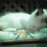 Hollly 4 mois - Chatterie Ragdolls du Val de Beauvoir